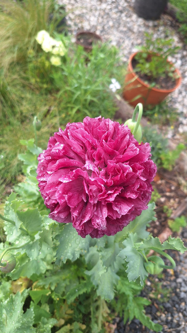 Peony poppy