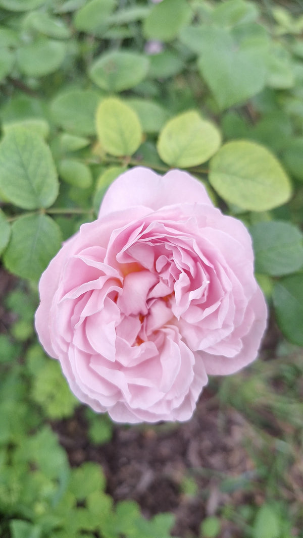 The Cottage Rose · English shrub rose