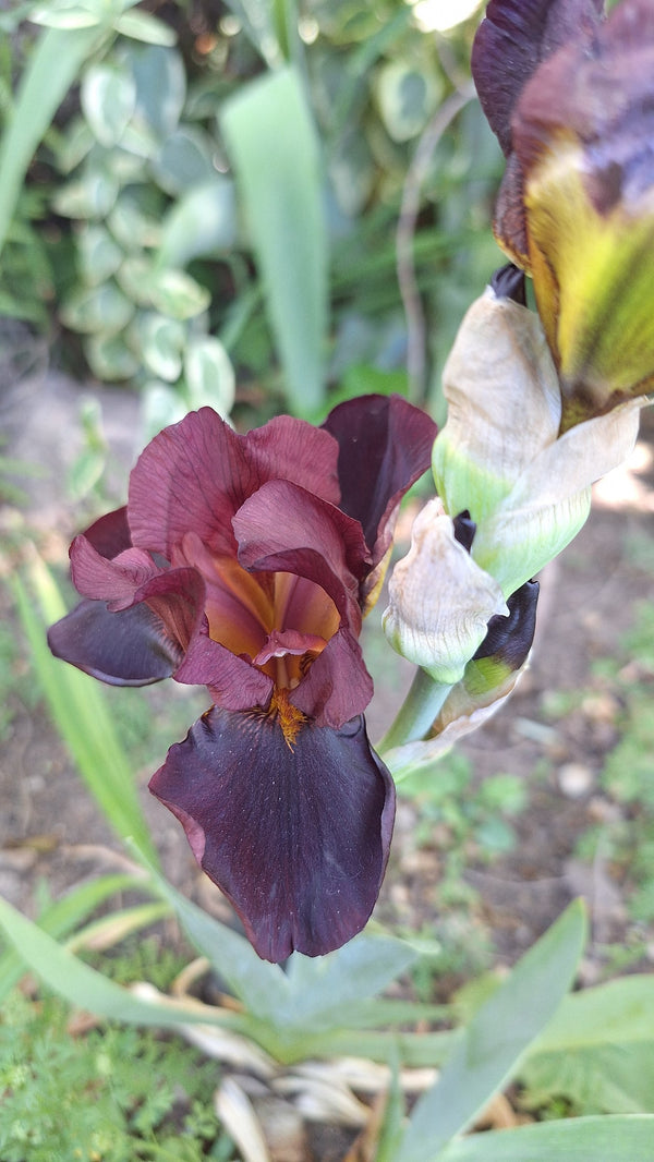 Tall bearded iris