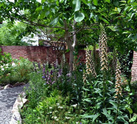 What to Plant Under a Tree (And Why Most Plants Fail There)