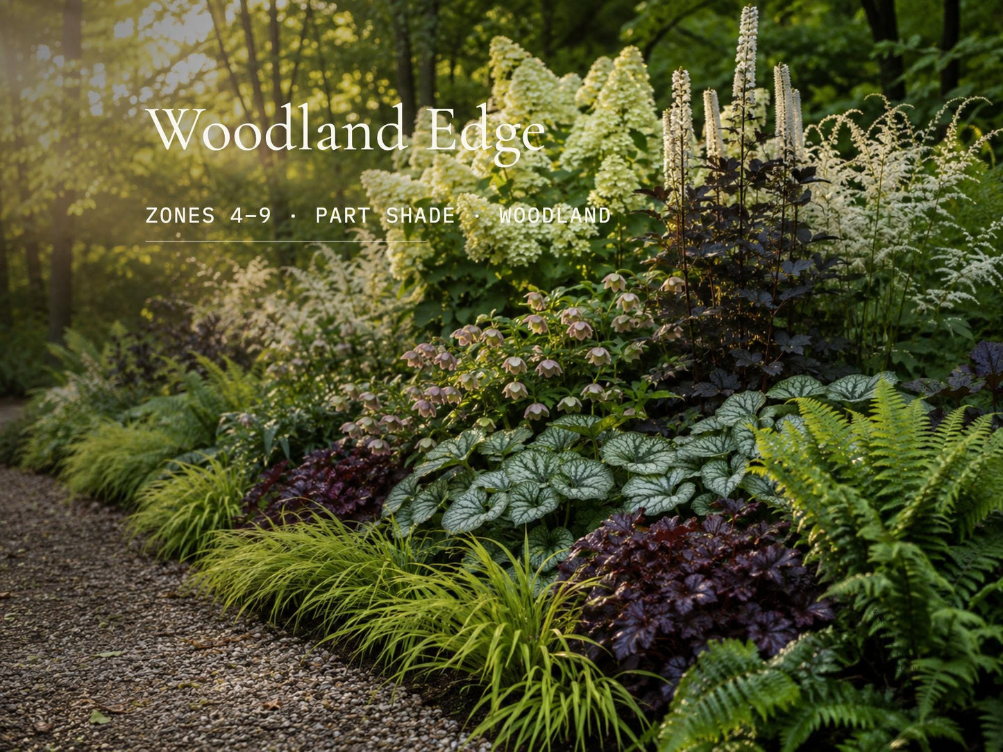 Part Shade Garden Plan - Woodland Border Design- Low Maintenance Perennials- Zones 4–9 PDF