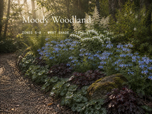 Shade Garden Plan - Blue Woodland Border - Moon Garden Design- Zones 5–8 Part Shade PDF