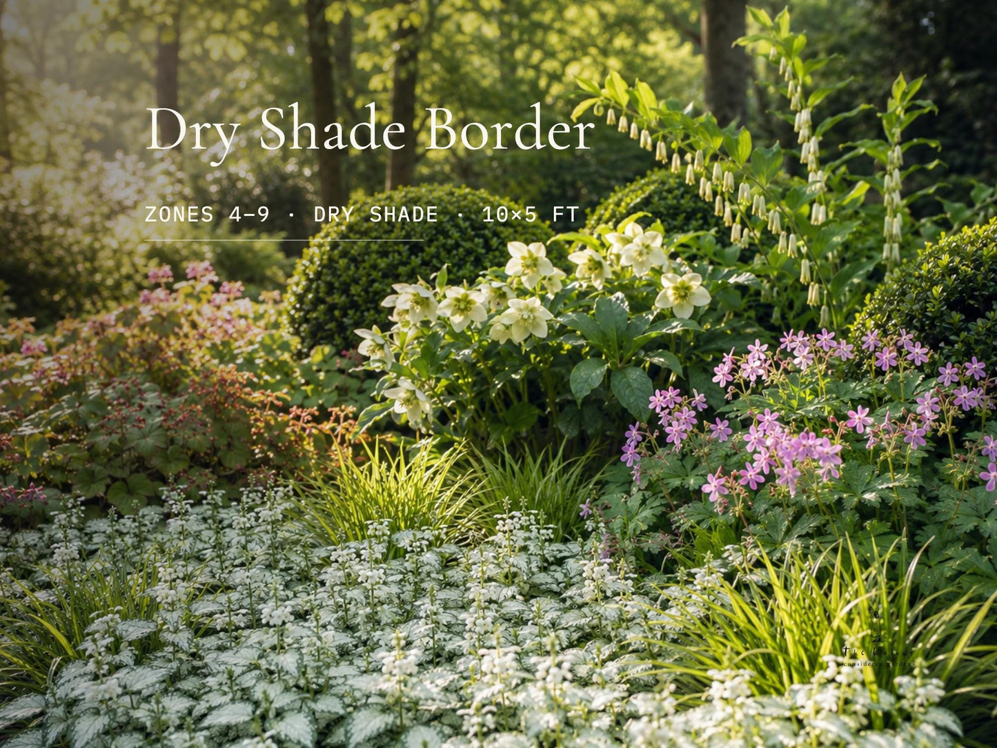 Dry Shade Garden Plan · Deer Resistant Perennial Border · Printable PDF · Zones 4–9