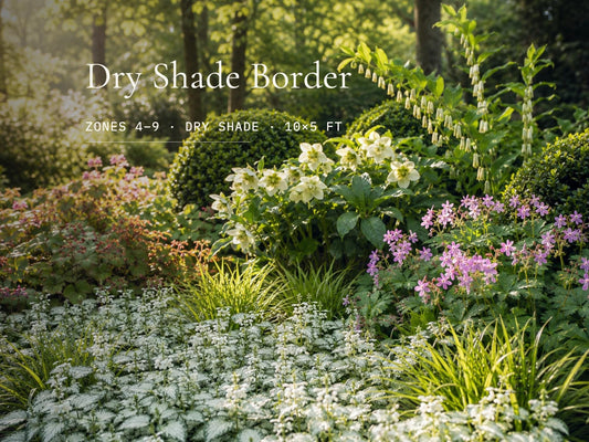 Dry Shade Garden Plan · Deer Resistant Perennial Border · Printable PDF · Zones 4–9