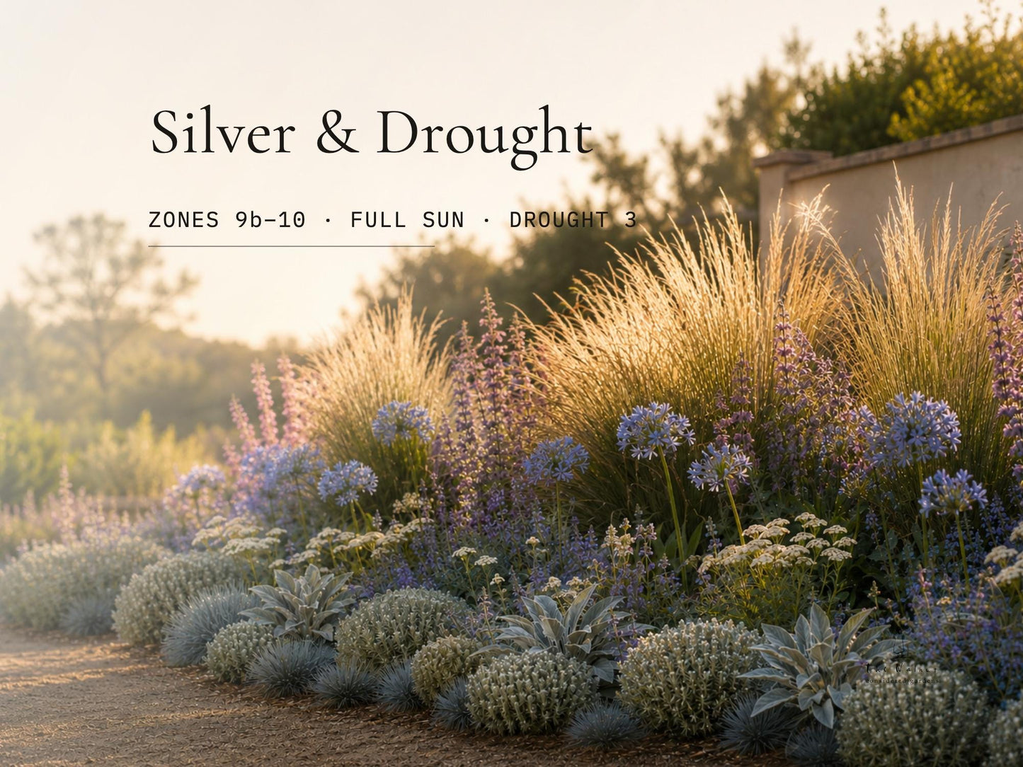Silver & Drought