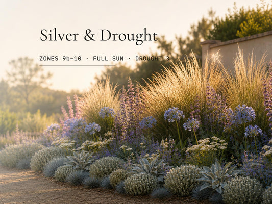 Silver & Drought