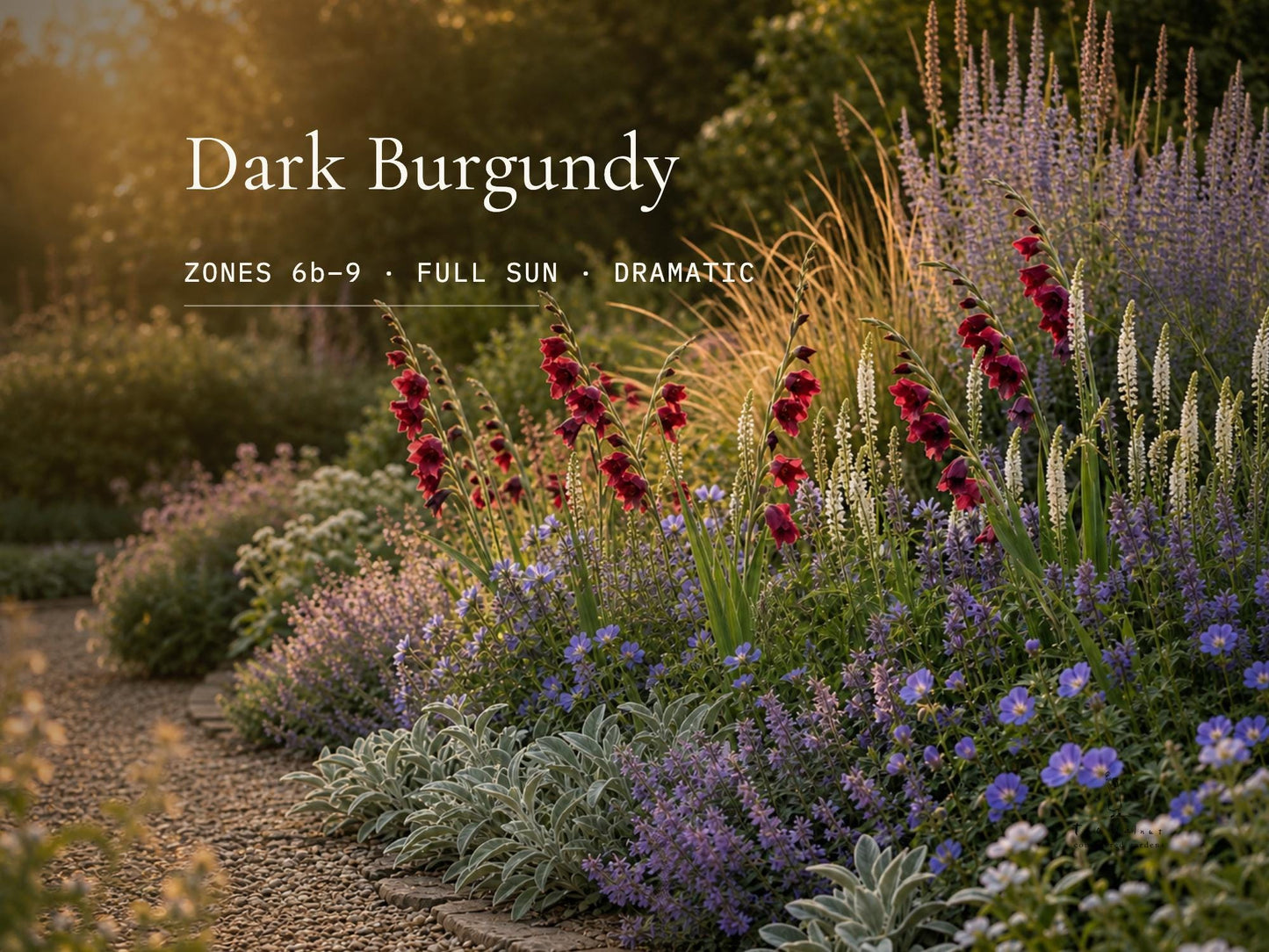 Dark Burgundy