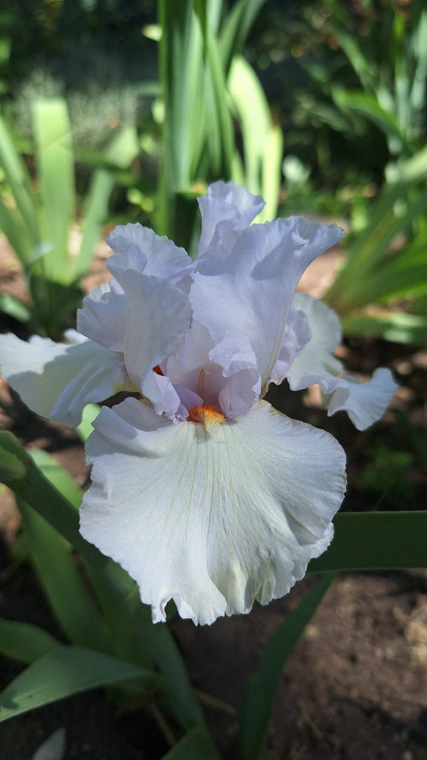 German iris, bearded iris, reblooming iris