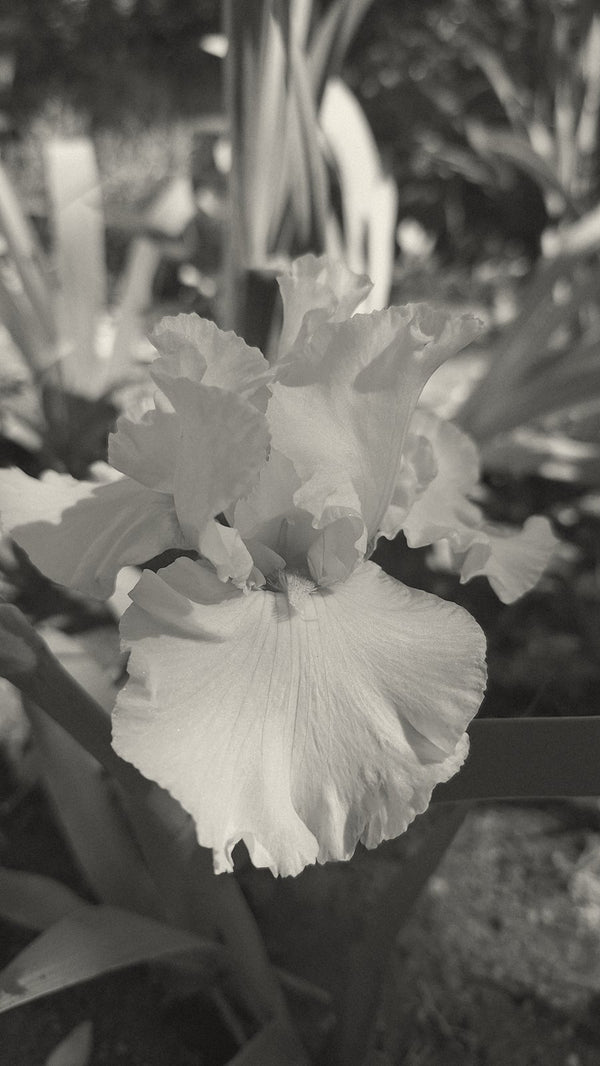 German iris, bearded iris, reblooming iris