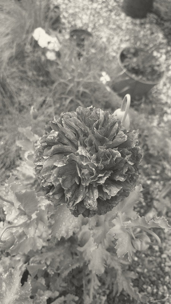 Peony poppy