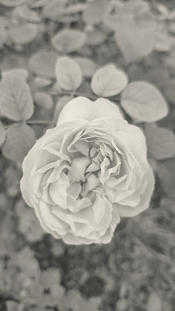 The Cottage Rose · English shrub rose