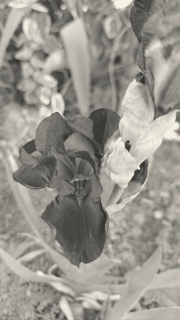 Tall bearded iris
