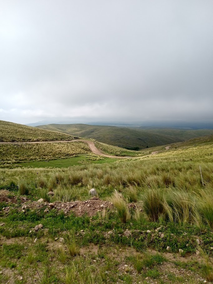 Grassland in the Sierras de Córdoba under a low grey sky, with a dirt road winding through tussock grasses