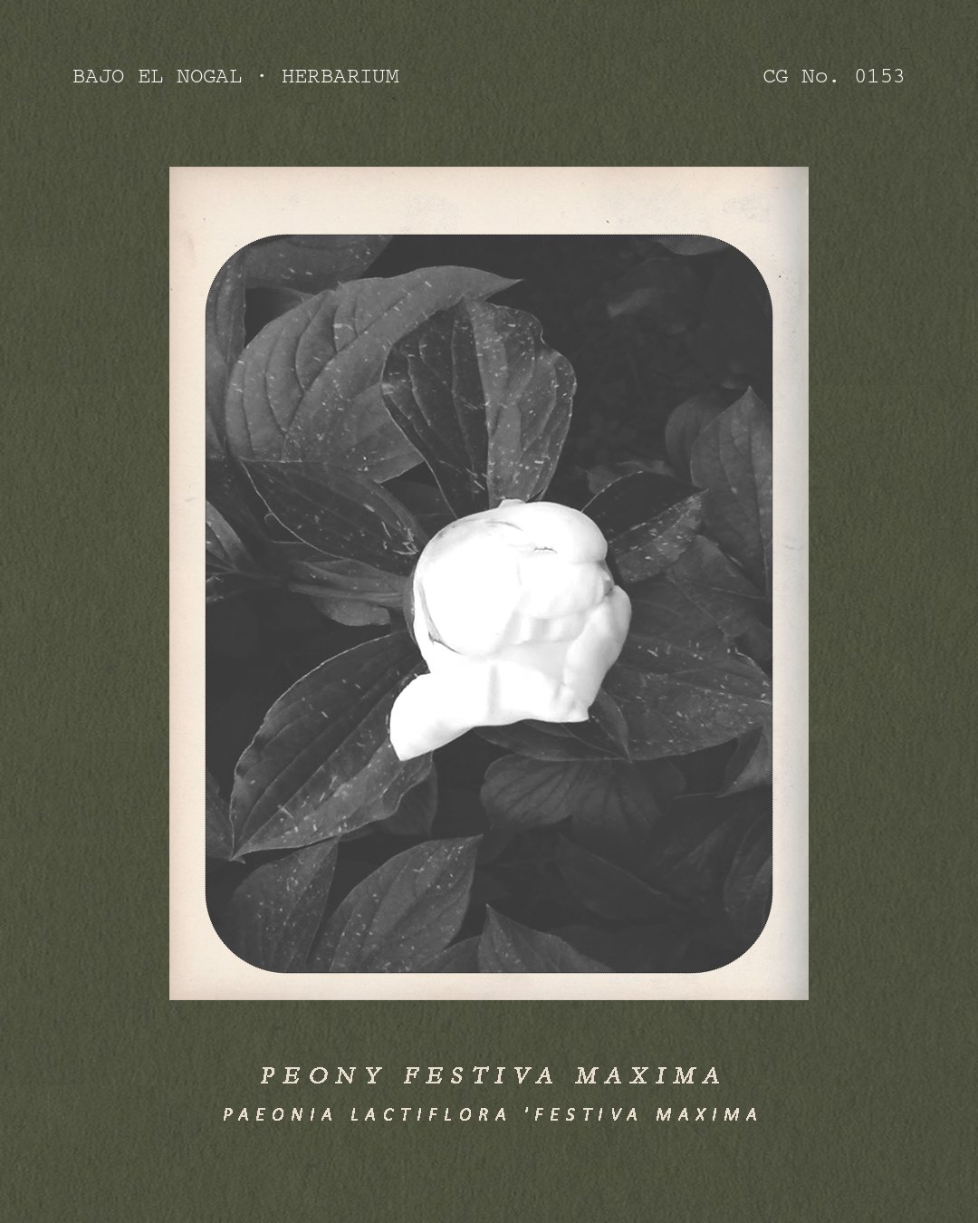 Herbarium card: A white peony bud opening among dark leaves