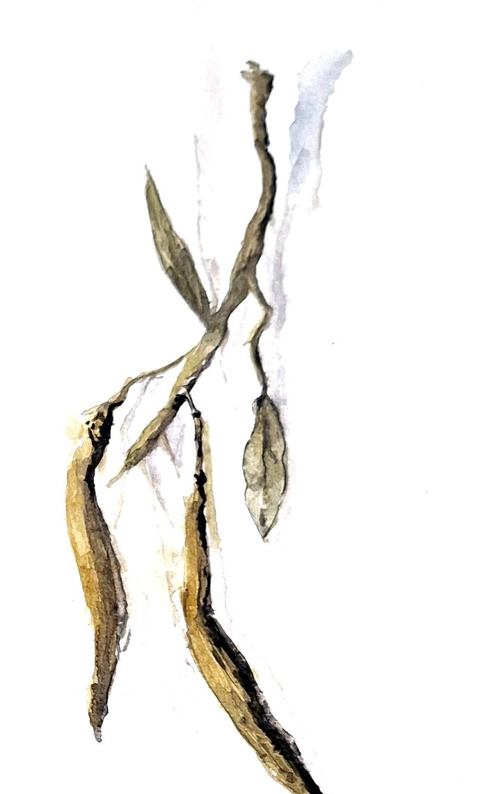Watercolour study of dry seed pods on a stem, by Paola Zakimi