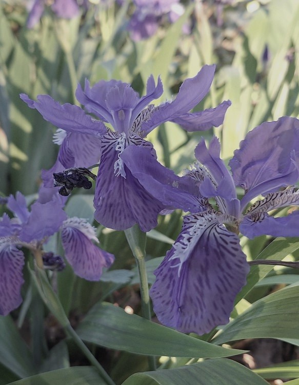 An open roof iris flower with veined, ruffled petals