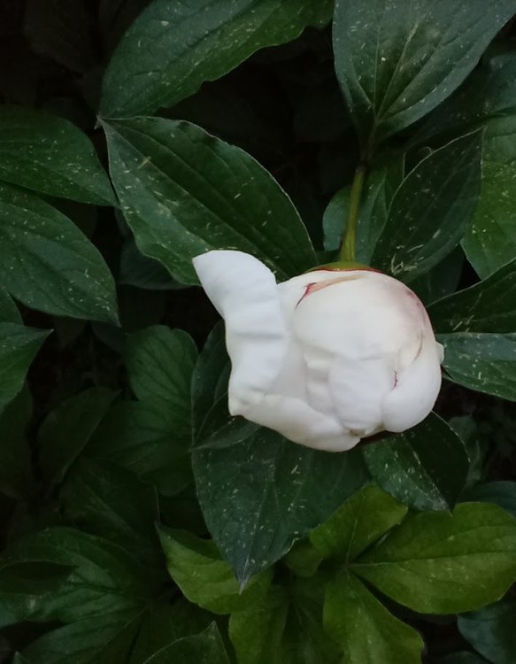 A white peony bud opening among dark leaves